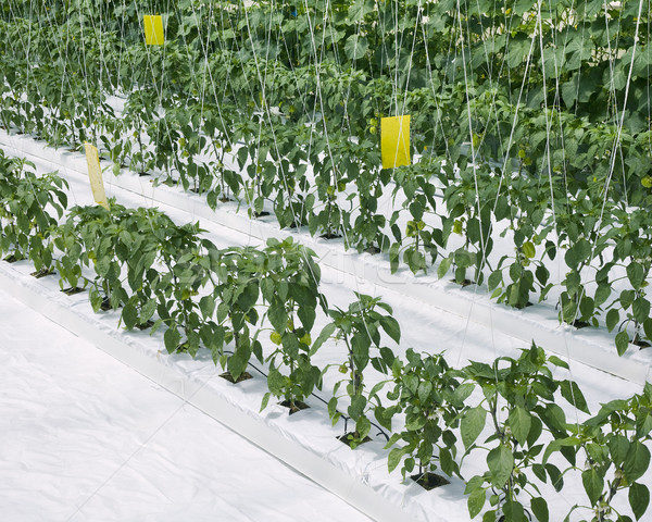 Inside Hydroponic Hothouse Stock photo © Suljo
