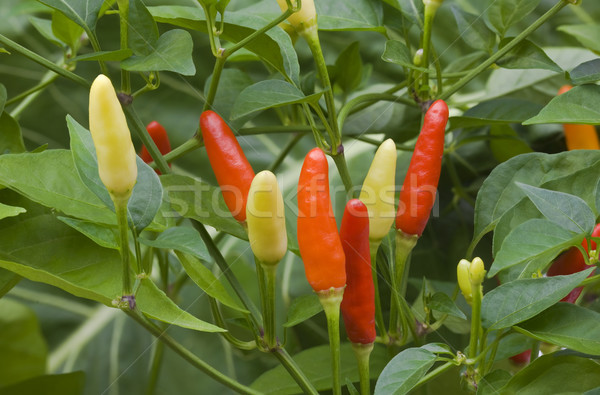 Chilli bors bokor kicsi növény növekedés Stock fotó © Suljo