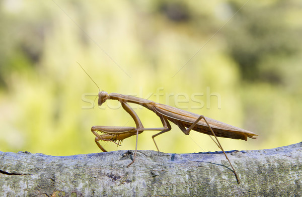 Praying Mantis Stock photo © Suljo