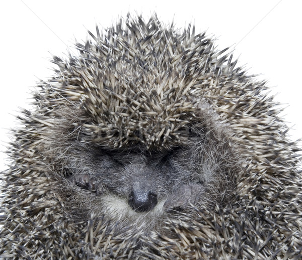 Dreamy Hedgehog Stock photo © Suljo