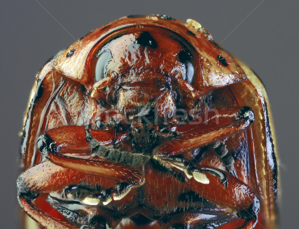 Colorado Beetle Macro `Cutout Stock photo © Suljo