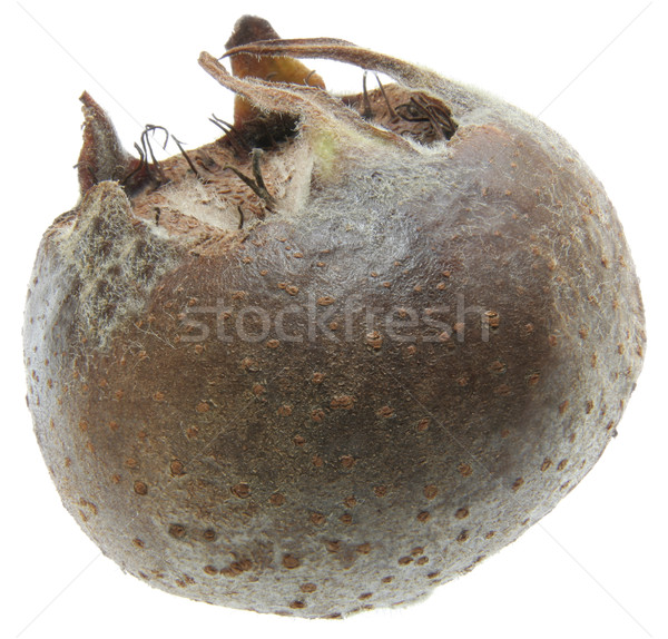 Medlar Stock photo © Suljo