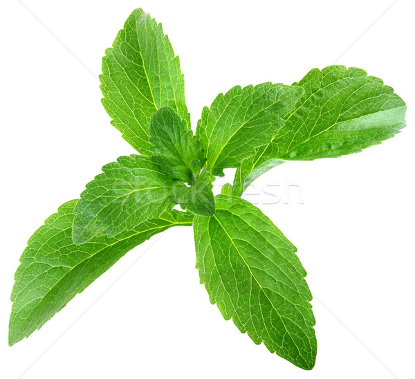 Stevia Rebaudiana Leafs Cut Out Stock photo © Suljo