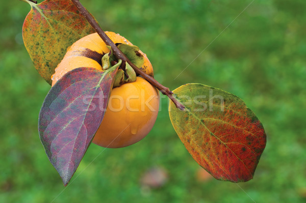 Ripe Kaki Fruit Stock photo © Suljo