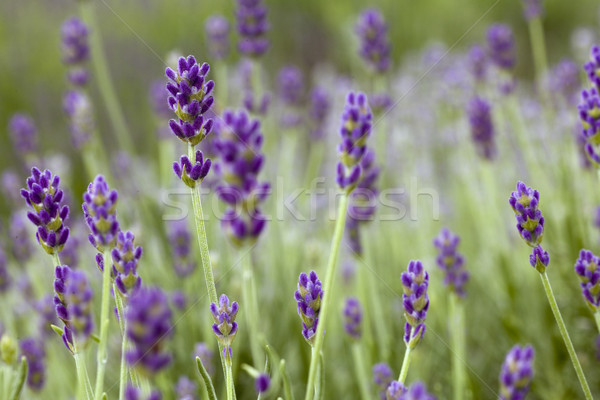 Lavander Flowers Stock photo © Suljo