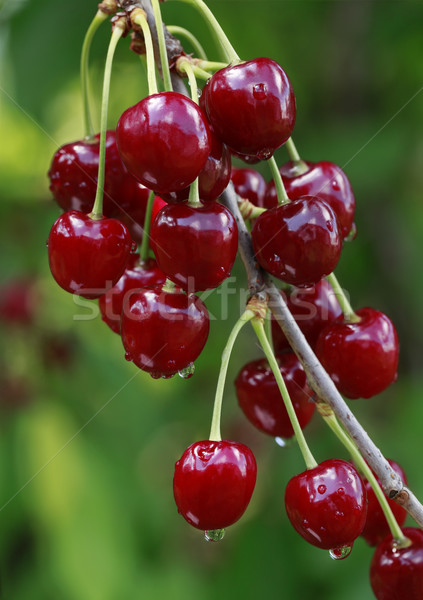 Ripe Cherry Branch Stock photo © Suljo