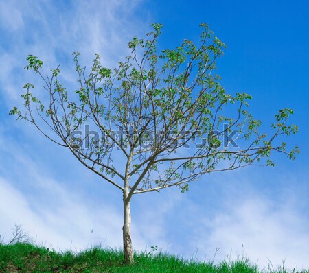 Walnut Tree Pollination Stock photo © Suljo