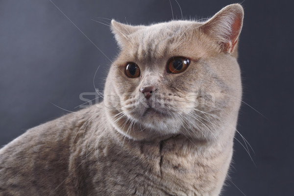 Foto stock: Britânico · cabelo · curto · gato · cabelo · assistindo