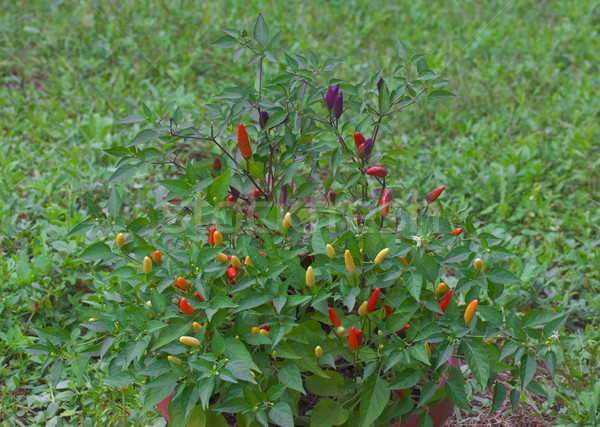 Stok fotoğraf: Tabasco · kırmızı · biber · çalı · alan · gıda · doğa