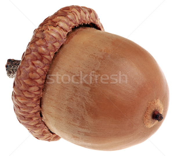 Jeden żołądź dojrzały wyschnięcia odizolowany Zdjęcia stock © Suljo