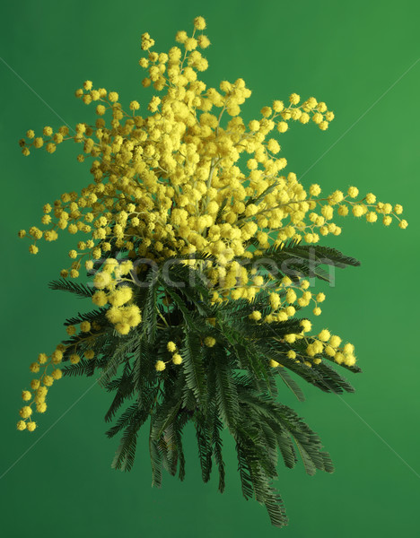 Mimosa Acacia Dealbata Stock photo © Suljo