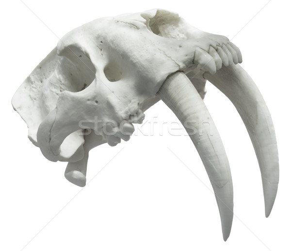 Smilodon Skull Cutout Stock photo © Suljo