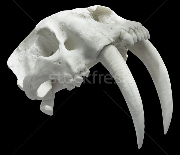Smilodon Skull Cutout Stock photo © Suljo