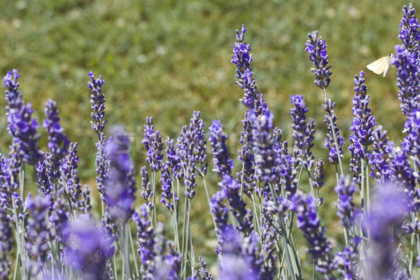 Lavender Flovers Stock photo © Suljo