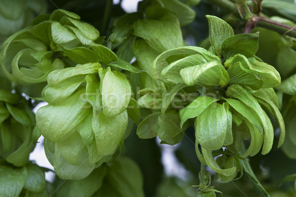 Selvatico hop bud birra Spice foglia Foto d'archivio © Suljo