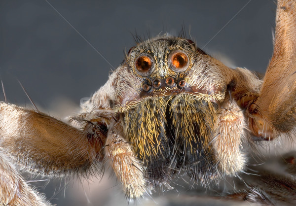 Wolf Spider Stock photo © Suljo