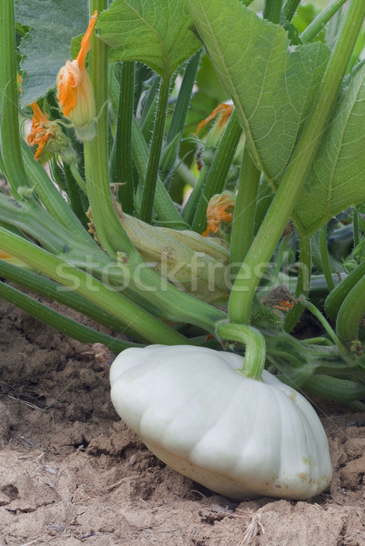 Weiß Squash voll Garten Anlage Landwirtschaft Stock foto © Suljo