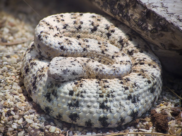 Southwestern Speckled Rattlesnake Stock photo © Suljo