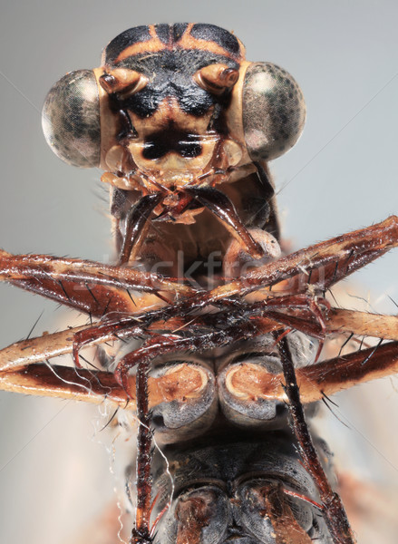 Yusufçuk makro kahverengi kafa hayvan böcek Stok fotoğraf © Suljo