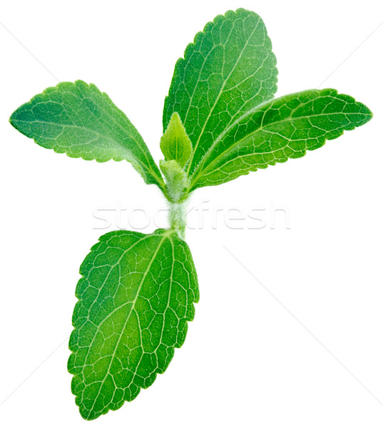 Stevia rebaudiana plant Stock photo © Suljo