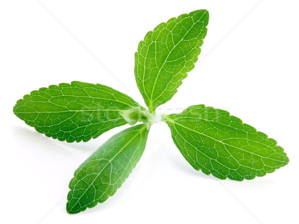 Stevia Plant Stock photo © Suljo