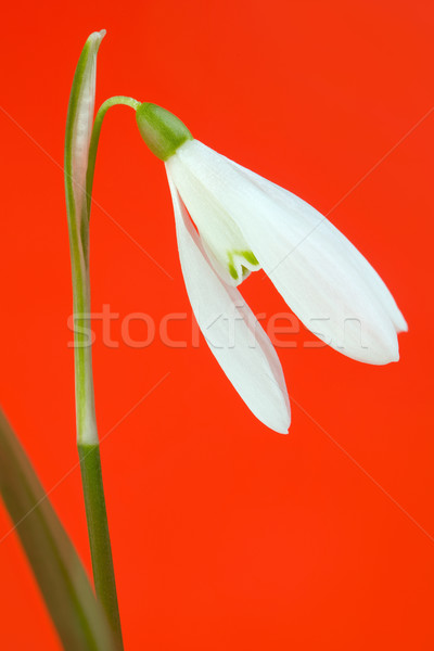 Snowdrop flower Stock photo © Suljo