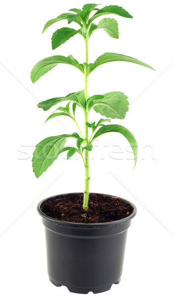 Stevia Rebaudiana Cutout Stock photo © Suljo