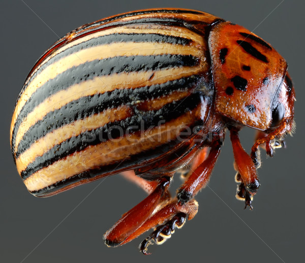 Colorado Beetle Macro Cutout Stock photo © Suljo