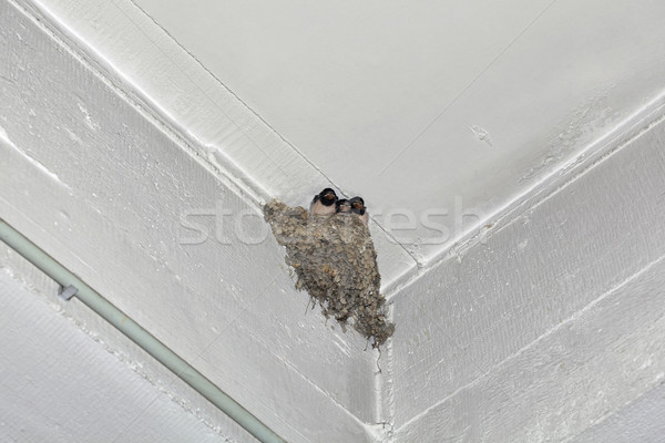 Swallow Feeding Nestling Stock photo © Suljo