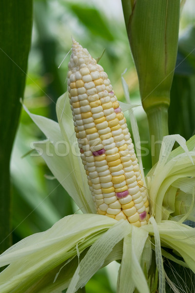 Color corn Stock photo © sundaemorning