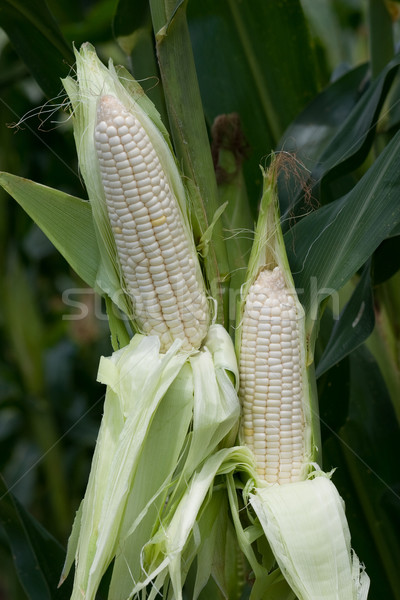 White corn Stock photo © sundaemorning