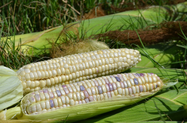 Waxy corn Stock photo © sundaemorning