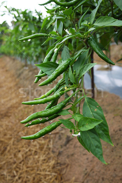 Biber sıcak yeşil renk gıda Stok fotoğraf © sundaemorning