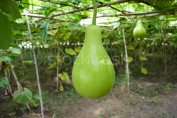 Bottle gourd Stock photo © sundaemorning