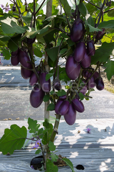 Bakłażan rolnictwa warzyw świeże fioletowy wole Zdjęcia stock © sundaemorning