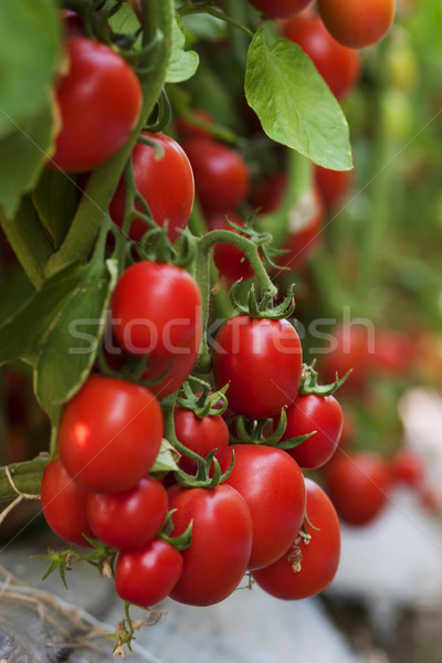 Taze domates kırmızı meyve tarım Stok fotoğraf © sundaemorning