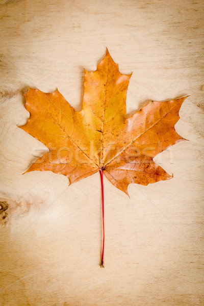 dry maple leaf on the table Stock photo © superelaks