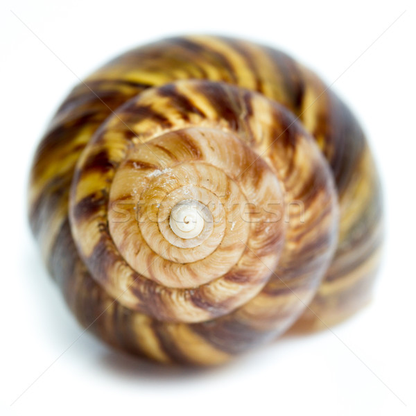 Spirale Shell weiß geschlossen up Natur Stock foto © supersaiyan3