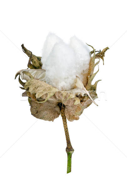 cotton - Gossypium hirsutum L. isolated on white Stock photo © supersaiyan3