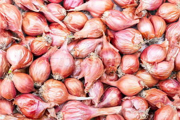 Stock photo: Shallot - Asia red onion - Allium ascalonicum.