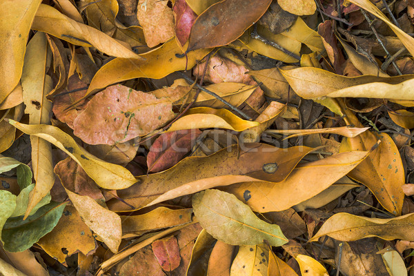 Gedroogd bladeren grond boom abstract natuur Stockfoto © supersaiyan3