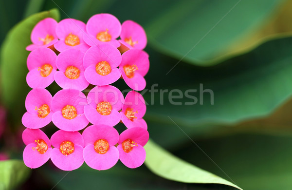 Patroon bloem groene roze macro Stockfoto © supersaiyan3