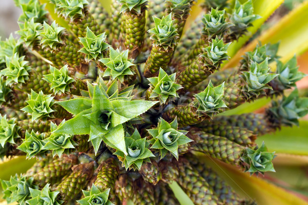 Törpe ananász közelkép Stock fotó © supersaiyan3