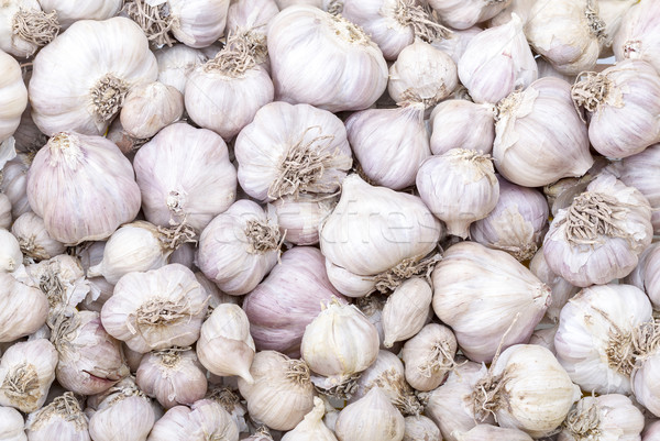 Garlic in market - Allium sativum Linn. 
 Stock photo © supersaiyan3
