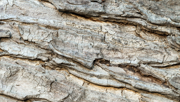 Albero corteccia texture natura impianto Foto d'archivio © supersaiyan3