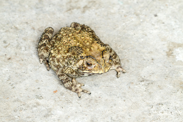 toad Stock photo © supersaiyan3