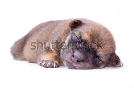 Slapen puppy bruin witte baby dieren Stockfoto © supersaiyan3