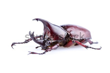 Rhinoceros beetle Stock photo © supersaiyan3