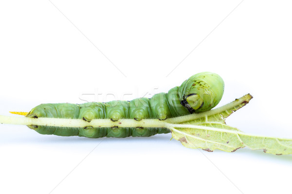 Sesame web-worm (Ceroprepes sp.) Stock photo © supersaiyan3