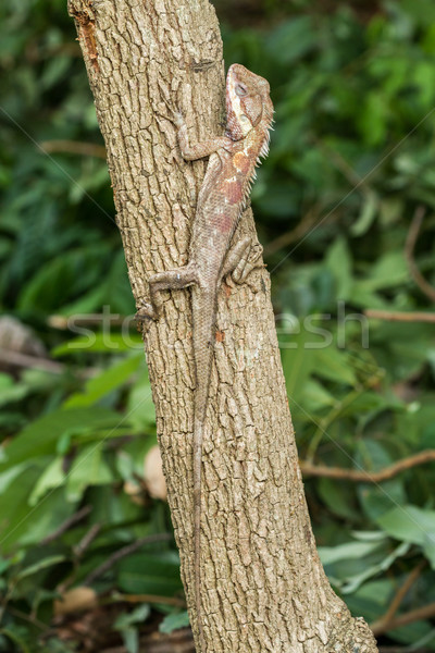 Foto stock: árvore · lagarto · escalada · jardim · floresta · natureza